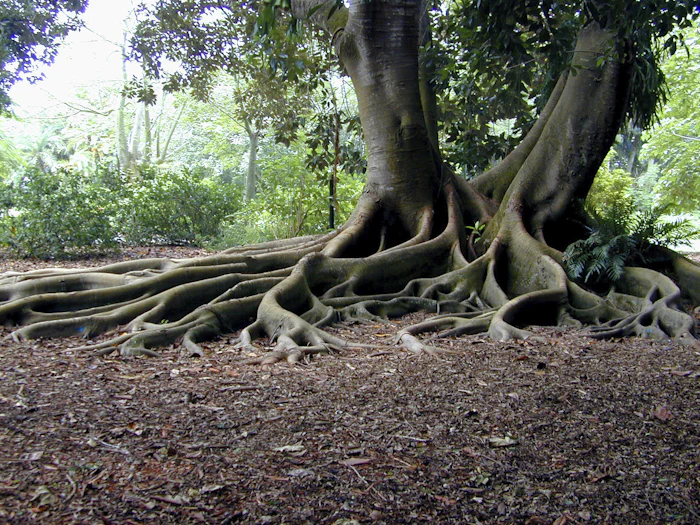 Thick tree roots above a leafy forest floor.