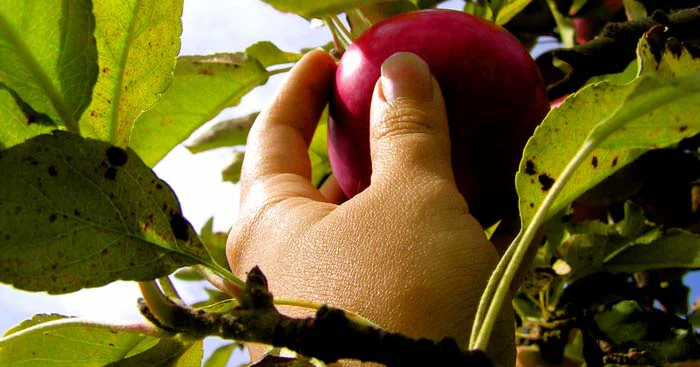 A hand picking an apple