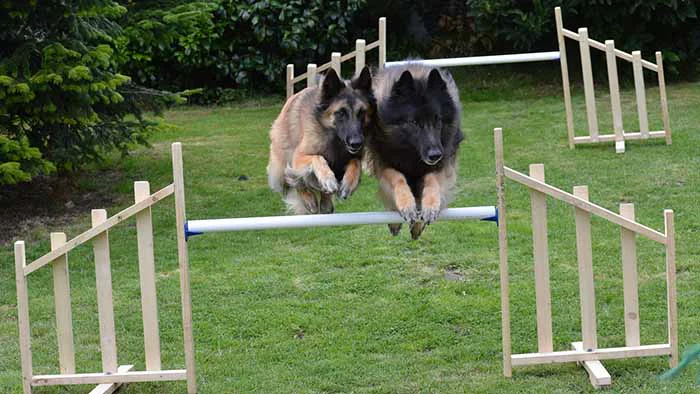 German Shepherds going over jumps