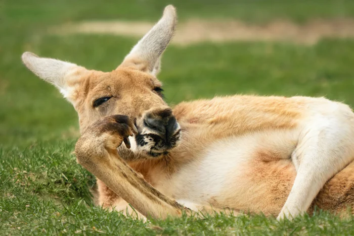 A kangaroo lies slouched on the grass, with a paw under its chin, looking bored and nonchalant. The image illustrates how we can communicate without words.