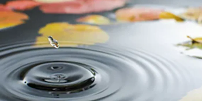 A drop of water hits a pond causing a rippling effect on the still surface.